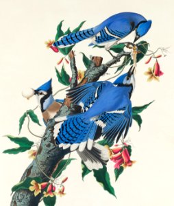 Blue Jay from Birds of America (1827) by John James Audubon, etched by William Home Lizars.. Free illustration for personal and commercial use.