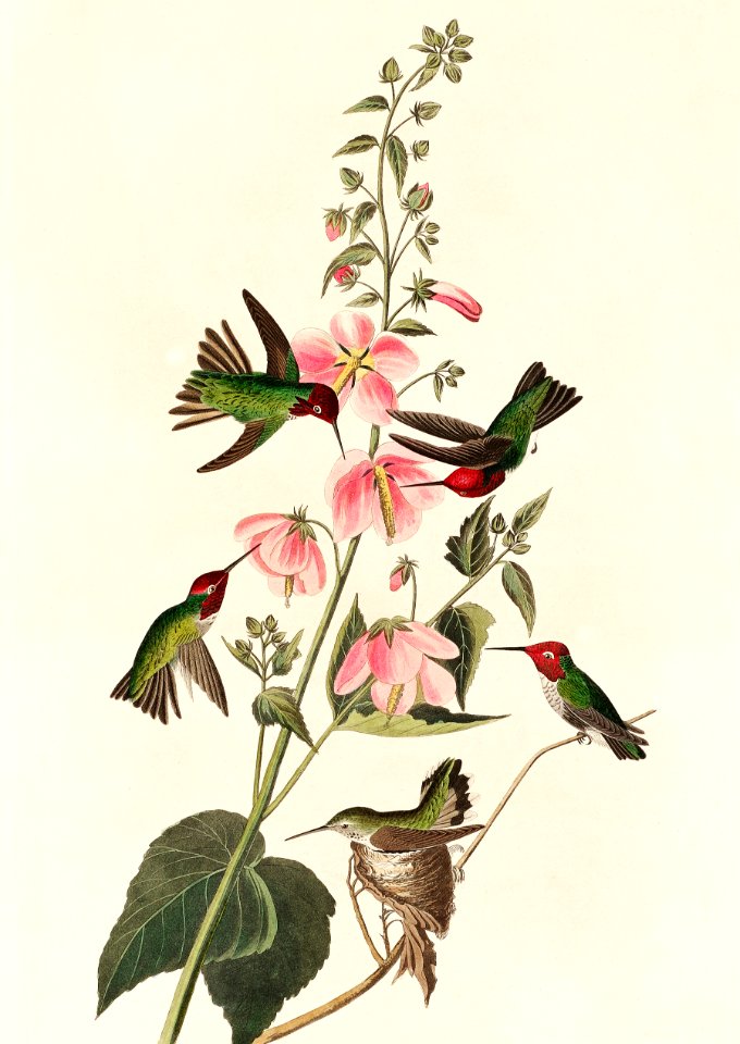 Columbian Humming Bird from Birds of America (1827) by John James Audubon (1785 - 1851), etched by Robert Havell (1793 - 1878).