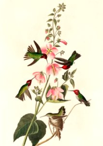 Columbian Humming Bird from Birds of America (1827) by John James Audubon (1785 - 1851), etched by Robert Havell (1793 - 1878).. Free illustration for personal and commercial use.