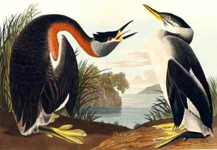 Red-necked Grebe from Birds of America (1827) by John James Audubon, etched by William Home Lizars.. Free illustration for personal and commercial use.