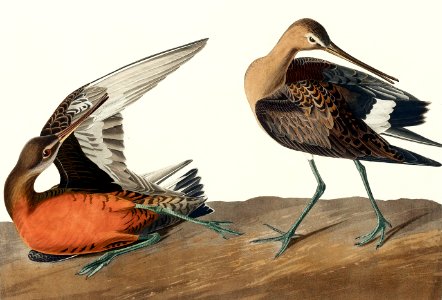 Hudsonian Godwit from Birds of America (1827) by John James Audubon, etched by William Home Lizars.. Free illustration for personal and commercial use.