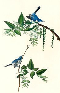 Blue-Grey Fly-catcher from Birds of America (1827) by John James Audubon, etched by William Home Lizars.. Free illustration for personal and commercial use.