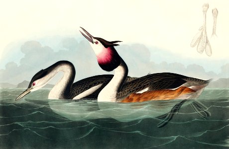 Crested Grebe from Birds of America (1827) by John James Audubon, etched by William Home Lizars.. Free illustration for personal and commercial use.
