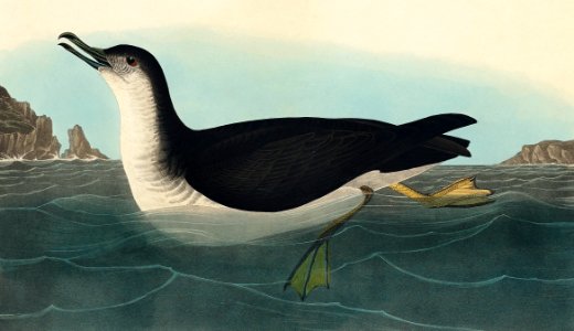 Manks Shearwater from Birds of America (1827) by John James Audubon, etched by William Home Lizars.. Free illustration for personal and commercial use.