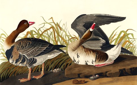 White-fronted Goose from Birds of America (1827) by John James Audubon, etched by William Home Lizars.. Free illustration for personal and commercial use.