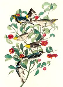 Audubon's Warbler, Hermit Warbler and Black-throated gray Warbler from Birds of America (1827) by John James Audubon (1785 - 1851), etched by Robert Havell (1793 - 1878).. Free illustration for personal and commercial use.
