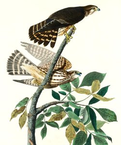 Pigeon Hawk from Birds of America (1827) by John James Audubon, etched by William Home Lizars.. Free illustration for personal and commercial use.