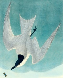 Marsh Tern from Birds of America (1827) by John James Audubon (1785 - 1851), etched by Robert Havell (1793 - 1878).. Free illustration for personal and commercial use.