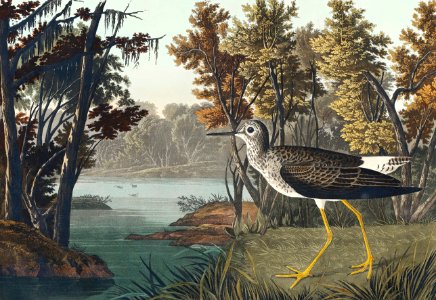 Yellow Shank from Birds of America (1827) by John James Audubon, etched by William Home Lizars.. Free illustration for personal and commercial use.