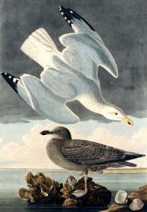 Herring Gull from Birds of America (1827) by John James Audubon, etched by William Home Lizars.. Free illustration for personal and commercial use.
