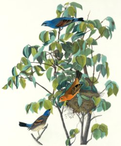 Blue Grosbeak from Birds of America (1827) by John James Audubon, etched by William Home Lizars.. Free illustration for personal and commercial use.