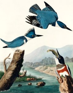 Belted Kingfisher from Birds of America (1827) by John James Audubon, etched by William Home Lizars.. Free illustration for personal and commercial use.