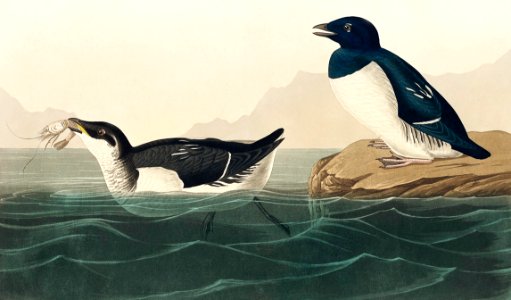 Little Auk from Birds of America (1827) by John James Audubon, etched by William Home Lizars.. Free illustration for personal and commercial use.