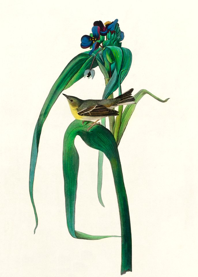 Vigors Vireo from Birds of America (1827) by John James Audubon, etched by William Home Lizars.