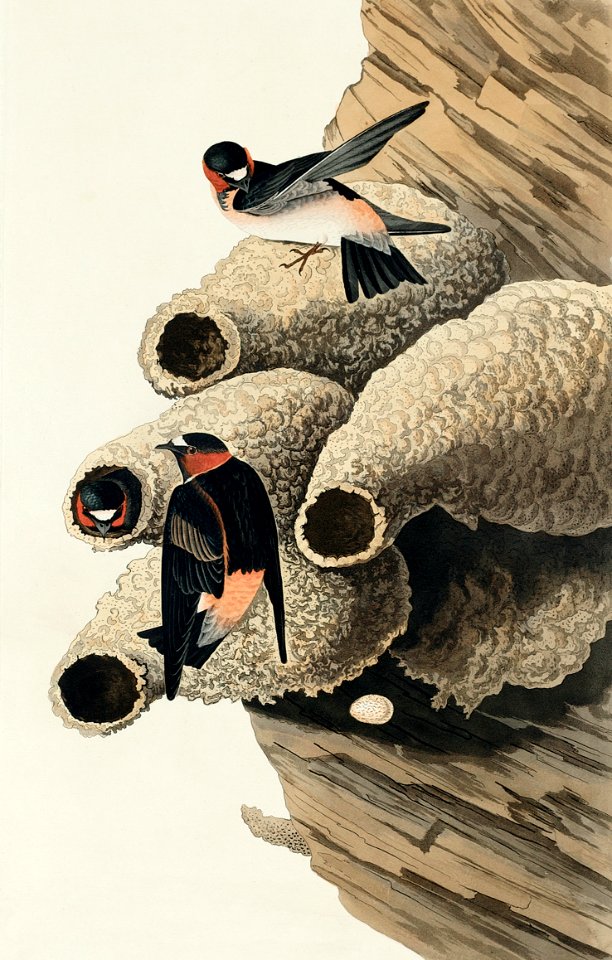 Republican, or Cliff Swallow from Birds of America (1827) by John James Audubon, etched by William Home Lizars.
