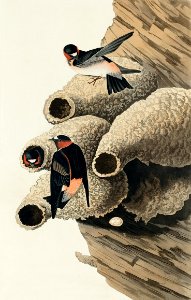 Republican, or Cliff Swallow from Birds of America (1827) by John James Audubon, etched by William Home Lizars.. Free illustration for personal and commercial use.