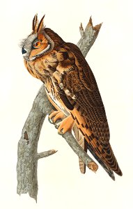 Long-eared Owl from Birds of America (1827) by John James Audubon, etched by William Home Lizars.. Free illustration for personal and commercial use.