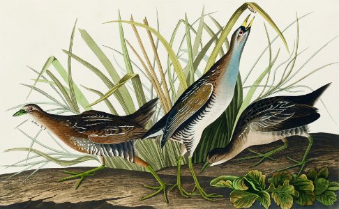 Sora; or Rail from Birds of America (1827) by John James Audubon, etched by William Home Lizars.. Free illustration for personal and commercial use.