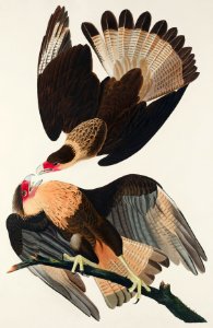 Brasilian Caracara Eagle from Birds of America (1827) by John James Audubon, etched by William Home Lizars.. Free illustration for personal and commercial use.