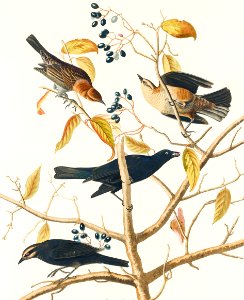 Rusty Grakle from Birds of America (1827) by John James Audubon, etched by William Home Lizars.