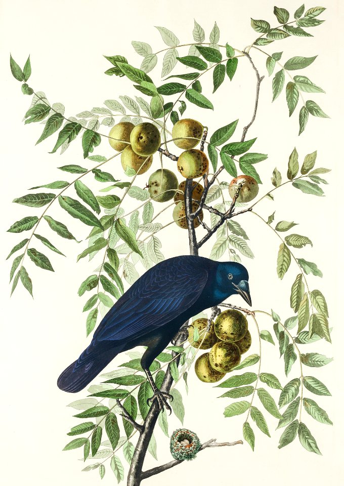 American Crow from Birds of America (1827) by John James Audubon, etched by William Home Lizars.