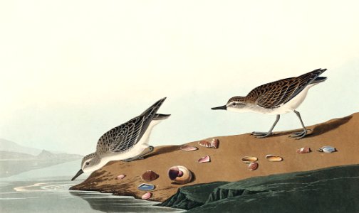 Semipalmated Sandpiper from Birds of America (1827) by John James Audubon (1785 - 1851), etched by Robert Havell (1793 - 1878).