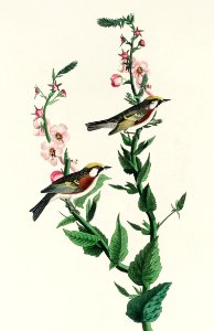 Chestnut-sided Warbler from Birds of America (1827) by John James Audubon, etched by William Home Lizars.. Free illustration for personal and commercial use.