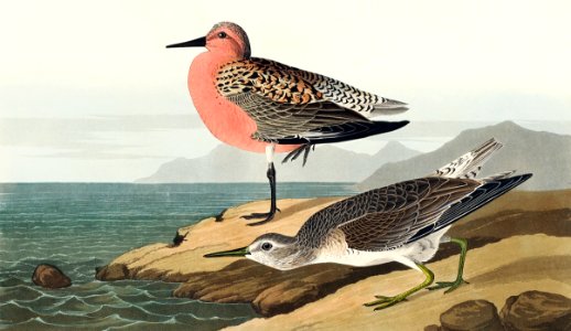 Red-breasted Sandpiper from Birds of America (1827) by John James Audubon, etched by William Home Lizars.. Free illustration for personal and commercial use.