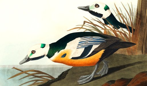 Western Duck from Birds of America (1827) by John James Audubon (1785 - 1851), etched by Robert Havell (1793 - 1878).. Free illustration for personal and commercial use.