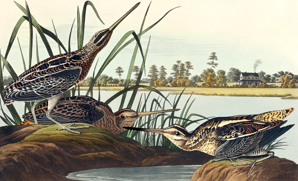 American Snipe from Birds of America (1827) by John James Audubon, etched by William Home Lizars.