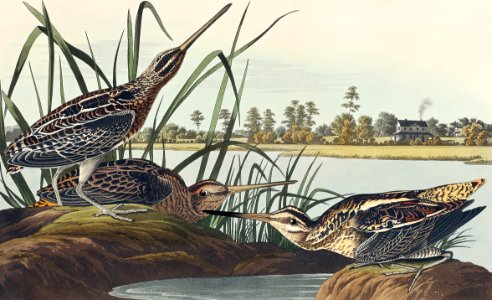 American Snipe from Birds of America (1827) by John James Audubon, etched by William Home Lizars.. Free illustration for personal and commercial use.