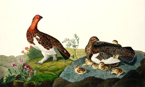 Willow Grouse, or Large Ptarmigan from Birds of America (1827) by John James Audubon, etched by William Home Lizars.. Free illustration for personal and commercial use.