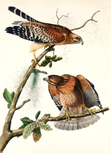 Red-shouldered Hawk from Birds of America (1827) by John James Audubon, etched by William Home Lizars.. Free illustration for personal and commercial use.