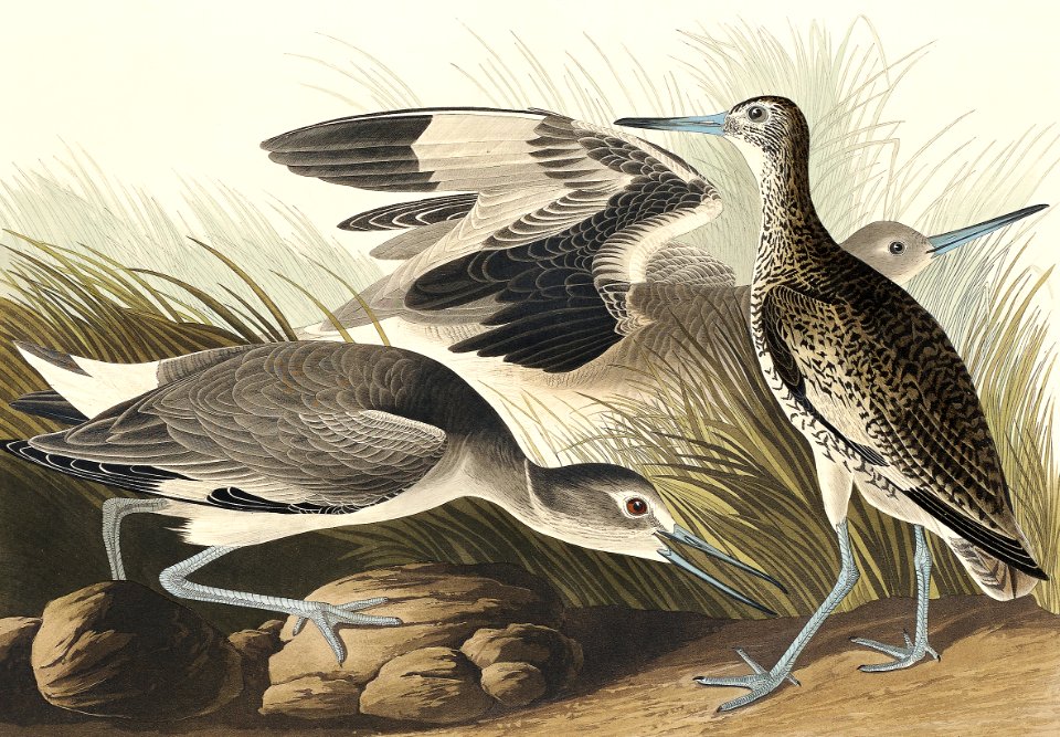 Semipalmated Snipe or Willet from Birds of America (1827) by John James Audubon, etched by William Home Lizars.