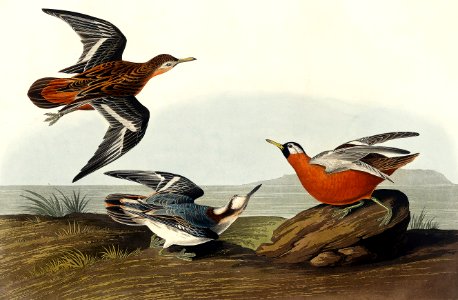 Red Phalarope from Birds of America (1827) by John James Audubon, etched by William Home Lizars.. Free illustration for personal and commercial use.