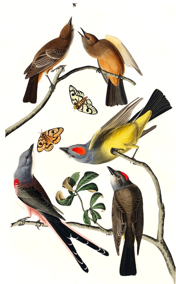 Arkansaw Flycatcher, Swallow-Tailed Flycatcher and Says Flycatcher from Birds of America (1827) by John James Audubon, etched by William Home Lizars.