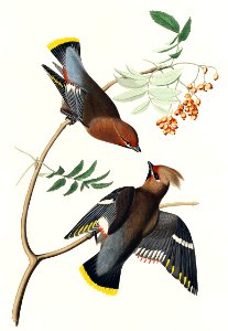 Bohemian Chatterer from Birds of America (1827) by John James Audubon, etched by William Home Lizars.. Free illustration for personal and commercial use.