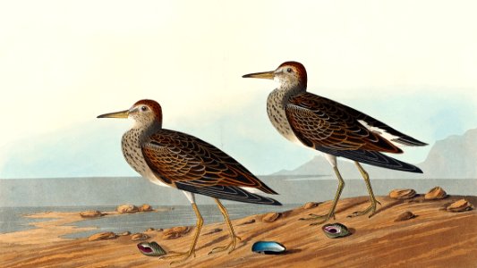 Pectoral Sandpiper from Birds of America (1827) by John James Audubon, etched by William Home Lizars.