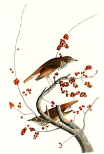 Hermit Thrush from Birds of America (1827) by John James Audubon, etched by William Home Lizars.. Free illustration for personal and commercial use.