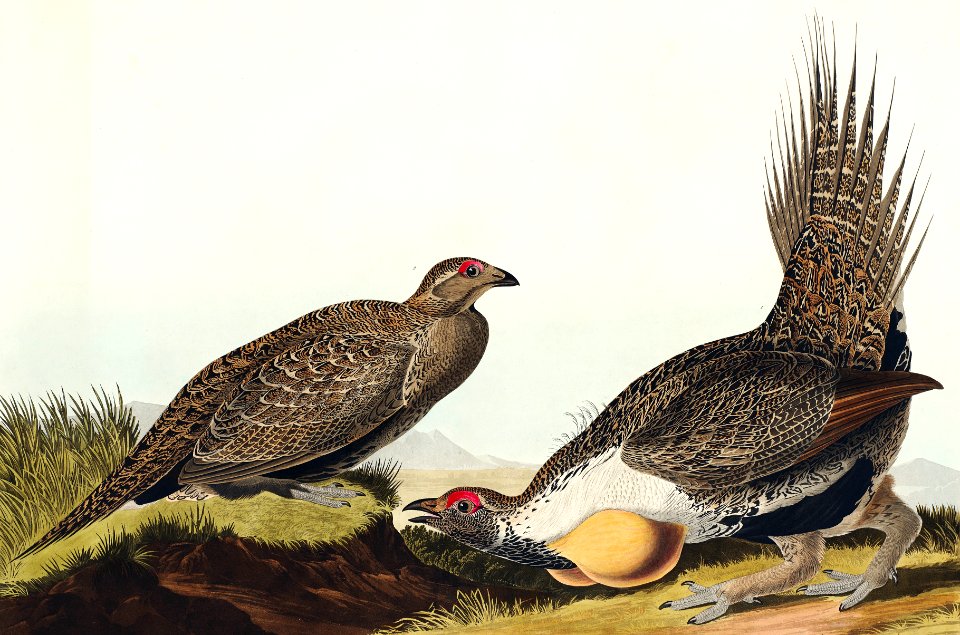 Cock of the Plains from Birds of America (1827) by John James Audubon, etched by William Home Lizars.