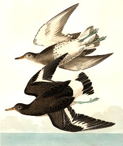 Townsend's Sandpiper from Birds of America (1827) by John James Audubon (1785 - 1851), etched by Robert Havell (1793 - 1878).. Free illustration for personal and commercial use.