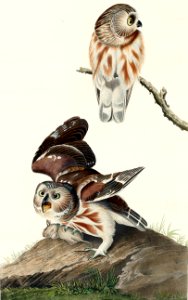 Little Owl from Birds of America (1827) by John James Audubon, etched by William Home Lizars.