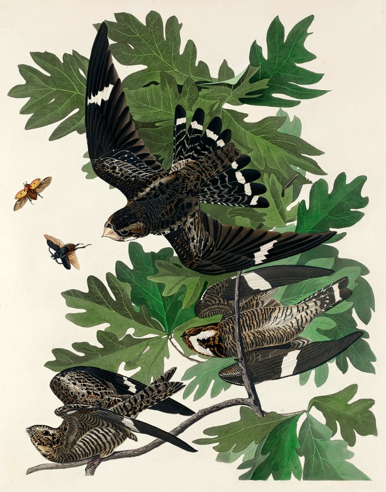Night Hawk from Birds of America (1827) by John James Audubon, etched by William Home Lizars.