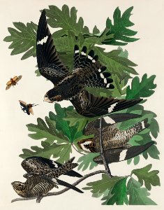 Night Hawk from Birds of America (1827) by John James Audubon, etched by William Home Lizars.. Free illustration for personal and commercial use.