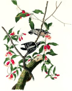 Downy Woodpecker from Birds of America (1827) by John James Audubon, etched by William Home Lizars.. Free illustration for personal and commercial use.