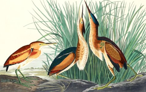 Least Bittern from Birds of America (1827) by John James Audubon, etched by William Home Lizars.. Free illustration for personal and commercial use.