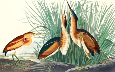 Least Bittern from Birds of America (1827) by John James Audubon, etched by William Home Lizars.