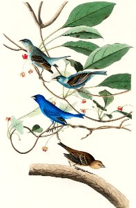 Indigo Bird from Birds of America (1827) by John James Audubon, etched by William Home Lizars.. Free illustration for personal and commercial use.