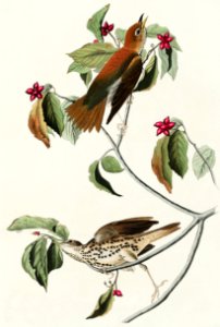 Wood Thrush from Birds of America (1827) by John James Audubon, etched by William Home Lizars.. Free illustration for personal and commercial use.