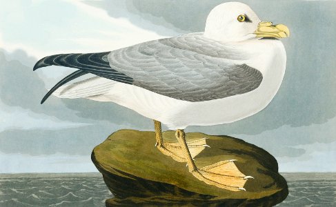 Fulmar Petrel from Birds of America (1827) by John James Audubon, etched by William Home Lizars.. Free illustration for personal and commercial use.